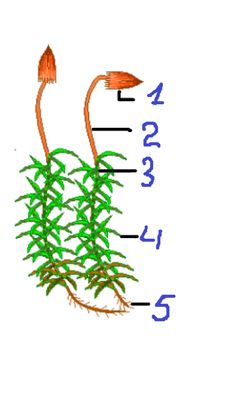 0300f2qi-05aa-408x662.png