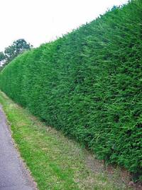 How to Grow a Thick Hedge Fast - Dengarden
