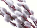 Pussy Willow | LoveToKnow