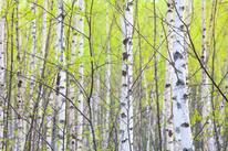 0300f67o-4d4a-206x137.jpg