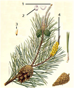 0300f727-bc51-322x380.png
