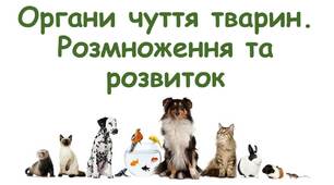 Органи чуття у тварин. Розмноження та розвиток.