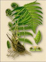 0300fvhu-69d5-160x214.jpg