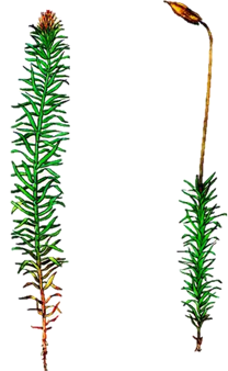 0300fzmq-ef36-208x338.png
