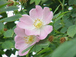 0300g0at-8d74-258x194.jpg