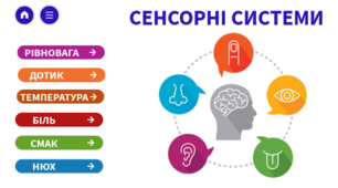 "Зв'язок організму людини із зовнішнім  середовищем. Сенсорні системи". Узагальнення.
