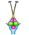 0300gdy4-e856-101x124.png
