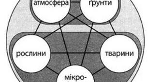 Тестові завдання з теми «Структура, властивості, різноманітність екосистем. Взаємозв’язки організмів в екосистемах»