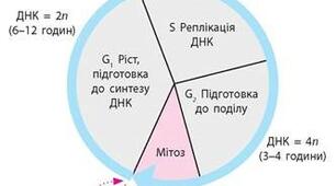 Клітинний цикл. Поділ клітини