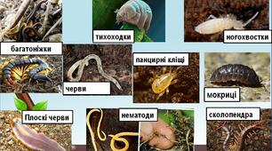 Ґрунтове середовище життя організмів