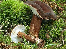 https://naurok-test.nyc3.cdn.digitaloceanspaces.com/uploads/test/164047/7365/970583_1556976774.jpg