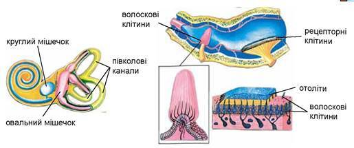 0300gyg4-9656-515x215.jpg