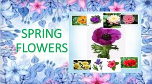 Презентація "Spring flowers. Весняні квіти"