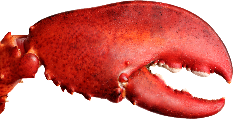 0300h16g-38e8-796x405.png