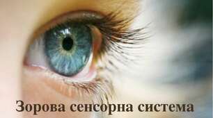 Зорова сенсорна система. 