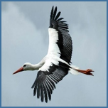 0300hhxg-268a-152x152.png