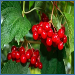 0300hhyg-38a2-152x152.png