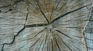 13. Основні відомості про лісозаготівлю