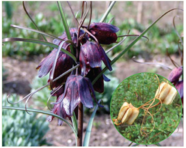 Червона книга України. Рябчик руський Fritillaria ruthenica Wikstr.