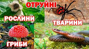 Отруйні рослини , тварини, гриби