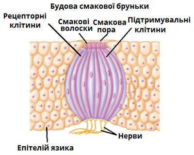 смакова брунька_нова.png