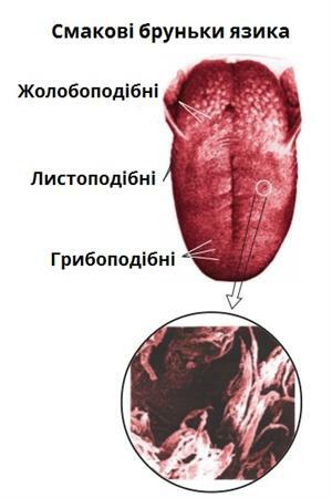 язик01.jpg