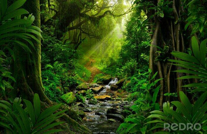 Plakat Southeast Asian rainforest with deep jungle na wymiar • las, charakter, dżungla • REDRO.pl