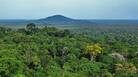 Tropical Forest Alliance Meeting sees milestones in tackling deforestation