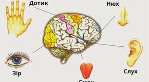 Сенсорні системи, або аналізатори