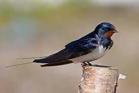 Ластівка сільська (Hirundo rustica, деревенская ласточка) — Птахи України
