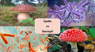 Гриби і бактерії