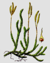 0300ihcg-c75b-100x126.png