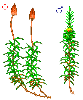 0300ihj6-4155-280x338.png