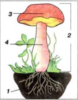 0300ihp0-de56-276x352.png