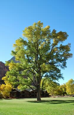 0300inlc-1f58-250x389.jpg