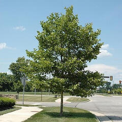 0300inls-4f01-240x240.jpg