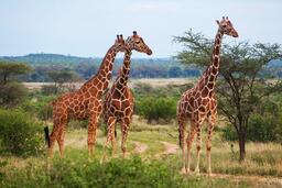 Meet the World's 8 Tallest Land Animals