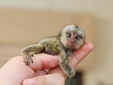 11 of the Smallest Mammals in the World