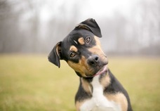 How To Get Your Dog To Listen To You | Dog Won't Listen - Cesar's Way