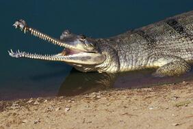 Modern Crocodiles Are Evolving at a Rapid Rate | Science| Smithsonian Magazine
