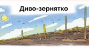 Диво-зернятко