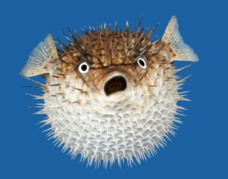 0300j0y5-cd26-228x179.png