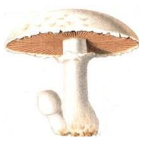 0300j0zy-5814-229x222.png