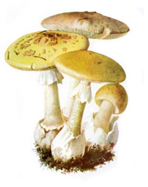 0300j104-a278-212x268.png