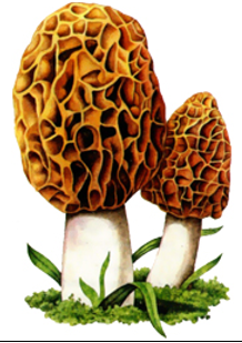 0300j109-dd25-218x309.png