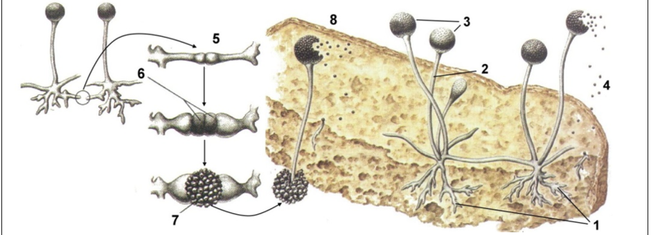 0300j13q-b4c6-940x339.png