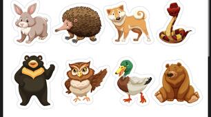 Nature Animals