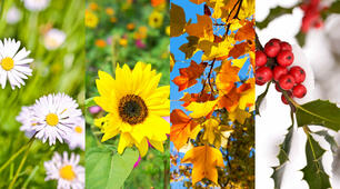 Year 5. Nature`s Beauty