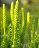 0300j7qg-d3ec-255x312.png