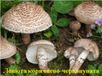 0300j9lk-c2a8-144x108.png